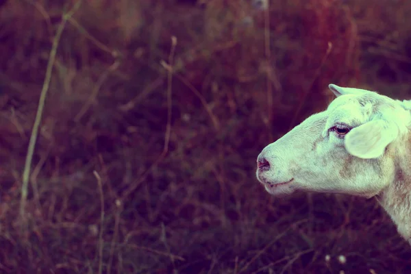 Porträt Eines Weißen Schafes Auf Einem Grasbewachsenen Natürlichen Hintergrund Ansicht — Stockfoto