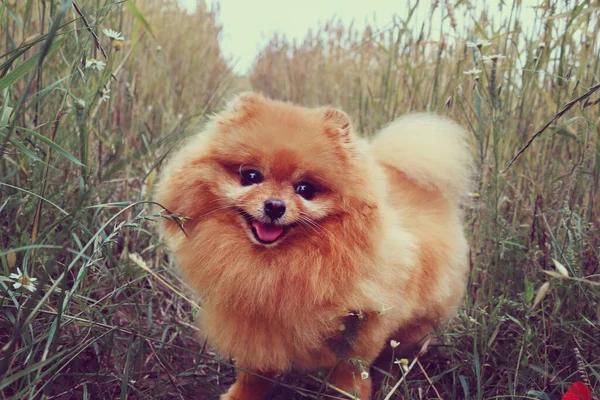 Roztomilý Malý Chlupatý Červený Pes Podívá Kamery Usměje Pomeranian Ulici — Stock fotografie