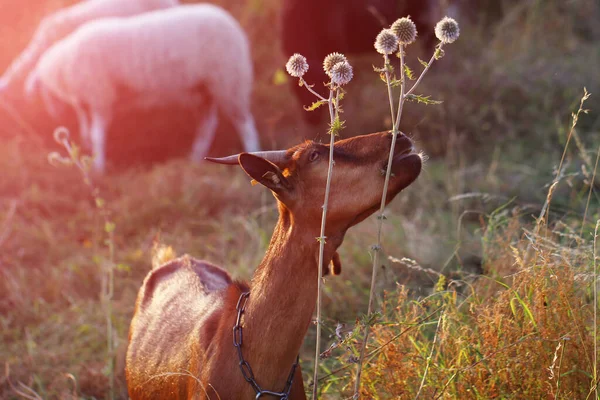 Eine Junge Ziege Kaut Einem Sonnigen Sommertag Auf Einem Feld — Stockfoto