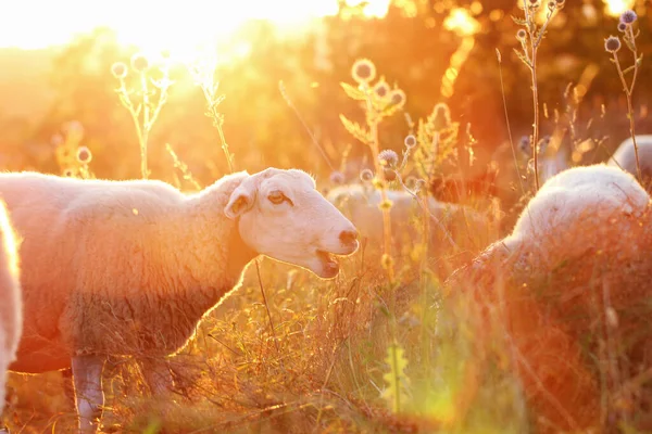 Белая Овца Жует Траву Лугу Солнце Сельское Хозяйство Открытом Воздухе — стоковое фото