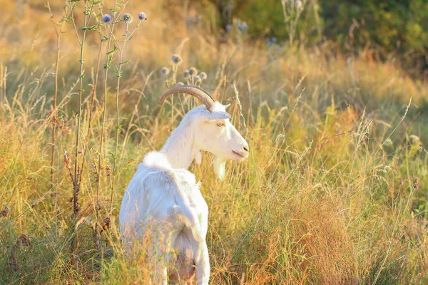 Eine Junge Weiße Ziege Steht Einem Sonnigen Sommertag Mit Auf — Stockfoto