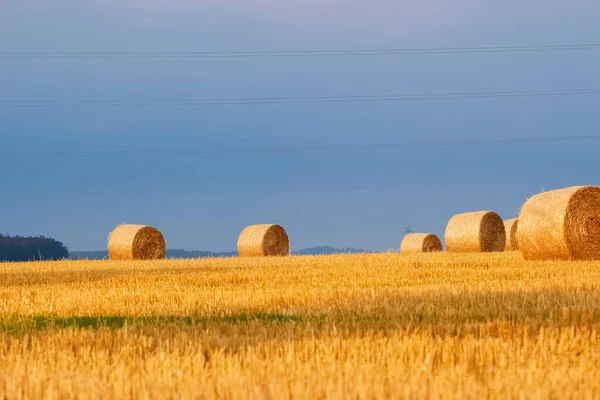 Naturalne Jasne Tło Brzmiące Bele Siana Polu Koszenia Tle Błękitnego — Zdjęcie stockowe