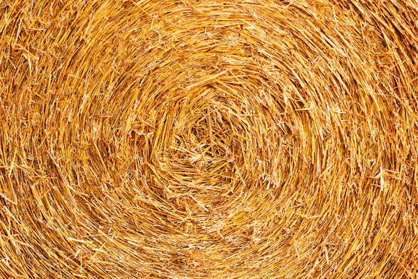 Close-up of the middle of a round bale of hay.Natural straw texture background of bright yellow round shape.Rural farming.The grain harvest, and harvesting.