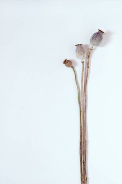 Hafif bir arkaplanda üç haşhaş kutusu. Bütçede haşhaş tohumları. Tarafsız renklerle soyut doğal arkaplan. Minimalist, stil sahibi, modaya uygun konsept. Kopya alanı..