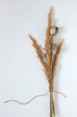 Arka planda kuru bitkilerin yakın plan görüntüleri. İnce iç mekanın ayrıntıları. Tarafsız bej tonlarda soyut doğal arkaplan. Minimalist, stil sahibi, modaya uygun konsept. Kopya alanı. Dikey olarak