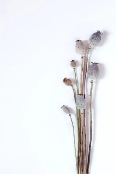 Ein Strauß Trockener Mohnblumen Auf Hellem Hintergrund Mohn Den Knospen — Stockfoto