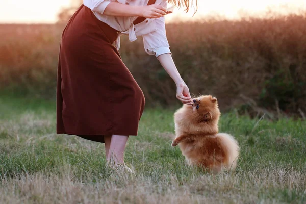 Vista Laterale Una Donna Che Allena Cane All Aperto Una — Foto Stock