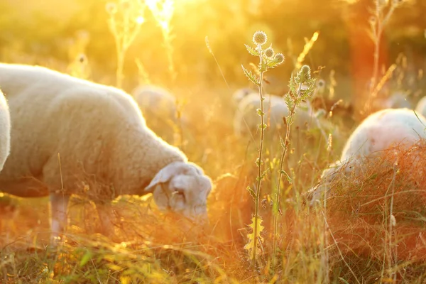 Defocused Djur Bakgrund Flock Får Äng Solen Begreppet Utomhus Jordbruk — Stockfoto