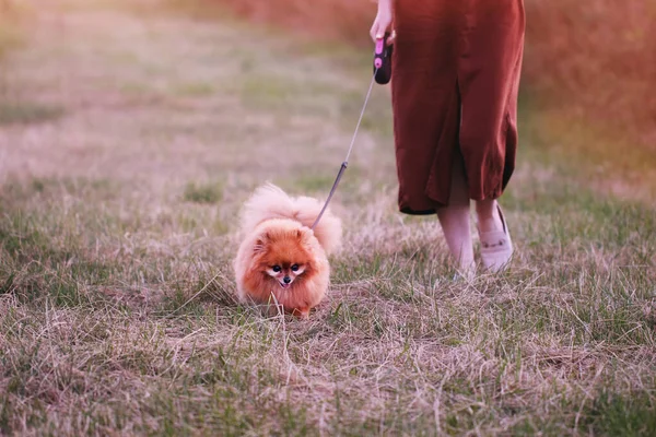 Young Female Dog Walker Walks Her Pet Leash Walking Grass — Stock Photo, Image