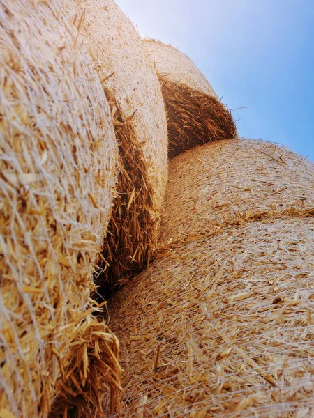 Fondo Agrícola Natural Las Balas Redondas Heno Apilan Una Fila — Foto de Stock