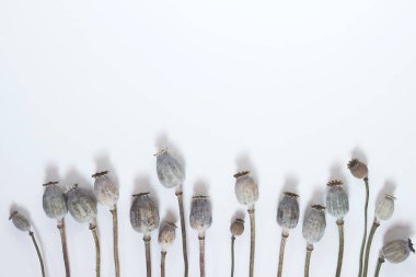 Hafif bir arka planda kuru haşhaş. Bütçede haşhaş tohumları. Tarafsız renklerle soyut doğal arkaplan. Minimalist, stil sahibi, modaya uygun konsept. Kopya alanı.