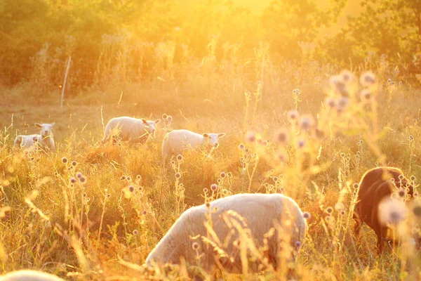 Defokussierten Tierischen Hintergrund Eine Schafherde Auf Einer Wiese Der Sonne — Stockfoto