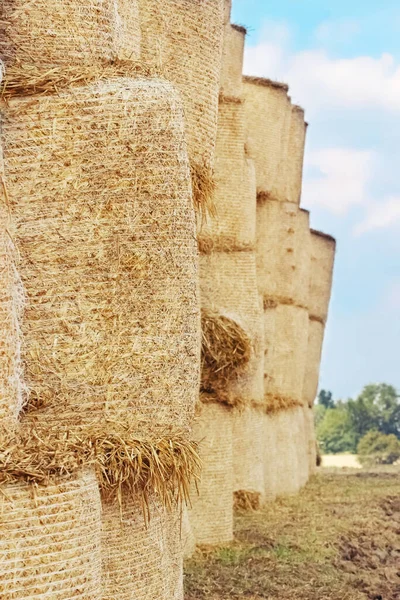 Fondo Agrícola Natural Las Balas Redondas Heno Apilan Una Fila — Foto de Stock