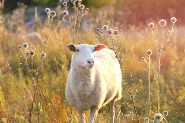 Oveja Blanca Desenfocada Prado Luz Del Sol Agricultura Aire Libre — Foto de Stock