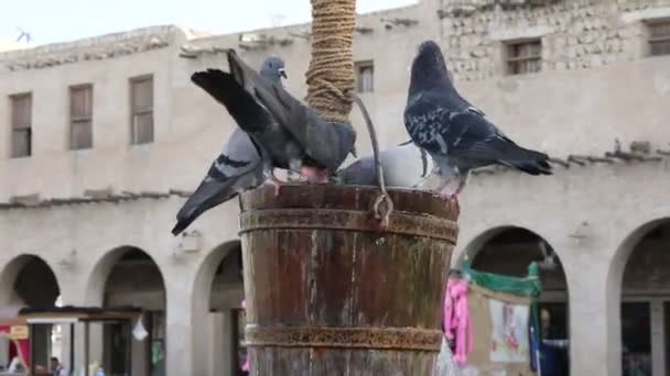 バケツの中の鳩は水を飲み — ストック動画