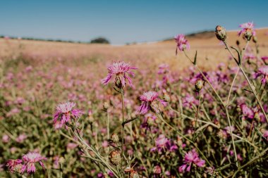 Endülüs 'ün Almargen şehrinde yaz mevsiminde buğday tarlaları