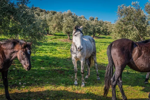 Чистокровные Андалузские Лошади Поле Оливок — стоковое фото