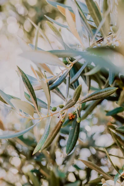 Olive field with branches of young olives in Almargen a small town in Andalusia Spain