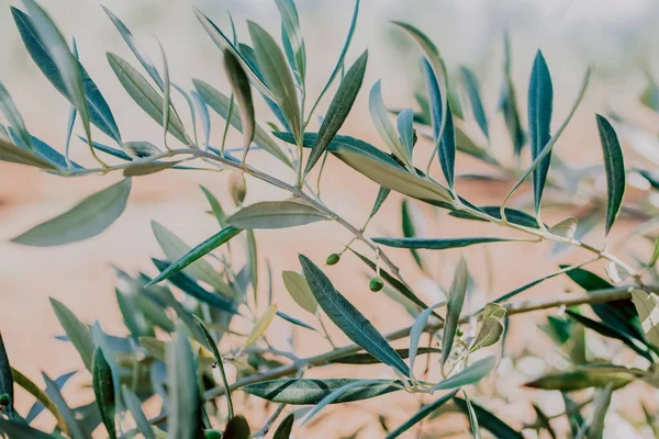 Olive field with branches of young olives in Almargen a small town in Andalusia Spain