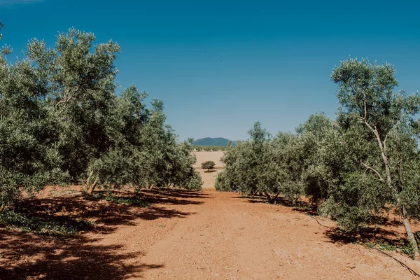 Olive field with olives in a small town of Almargen in Andalusia Spain