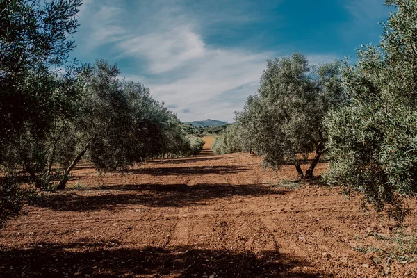 Olive field with olives in a small town of Almargen in Andalusia Spain