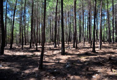 manzara, ağaç, manzara, doğa, yeşil, toprak