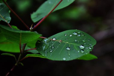 Yaprak, akış, yeşil, manzara, manzara, nehir, doğa, dere