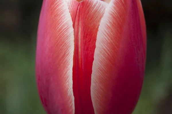 Tulpenblüte Auf Grünem Frischem Hintergrund Rote Und Weiße Blütenfarbe Frühling — Stockfoto