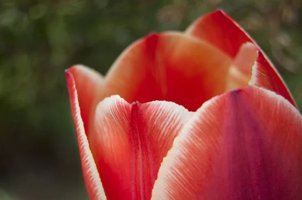 Flor Ulip Sobre Fondo Verde Fresco Mezcla Colores Rojo Blanco — Foto de Stock