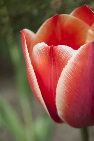 Flor Ulip Sobre Fondo Verde Fresco Mezcla Colores Rojo Blanco — Foto de Stock