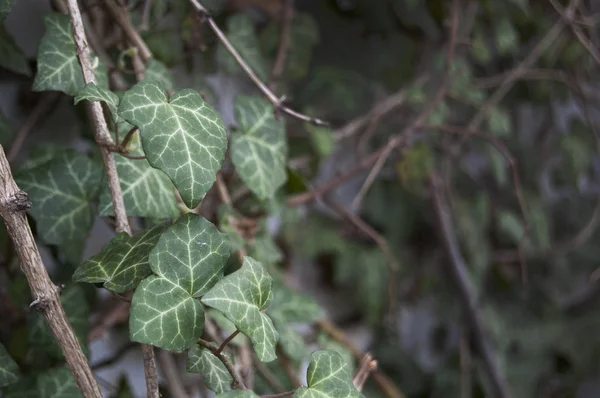 Escalada Ivy Parede Coberta Fundo Verde Fresco — Fotografia de Stock