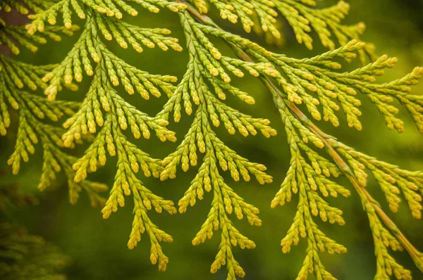 Thuja Rama Cedro Hojas Fondo Verde Fresco —  Fotos de Stock