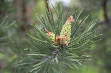 Çam çiçeği, Bahar strobile, koni