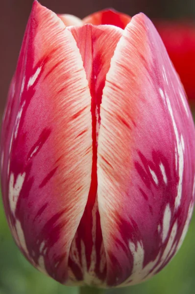 Tulipan Zielonym Tle Świeże Wiosna Blossom Czerwony Biały Kwiat Mix — Zdjęcie stockowe