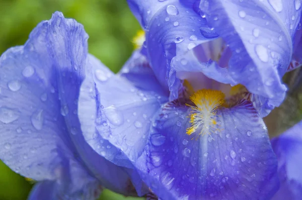 Gladiolen Gewassen Met Dauw Blauw — Stockfoto