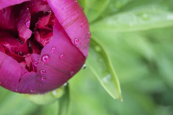 Peony Σταγόνες Δροσιάς Στον Κήπο Λουλούδι Που Πλένονται Δροσιά — Φωτογραφία Αρχείου