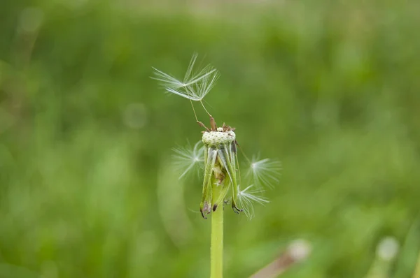 蒲公英开花后的绿色清新背景 — 图库照片