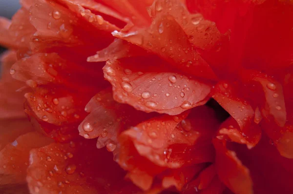 Amapola Roja Gotas Rocío Jardín Flor Lavada Con Rocío — Foto de Stock