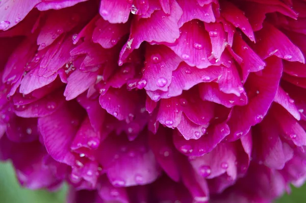 Peony Drops Dew Garden Flower Washed Dew — Stock Photo, Image