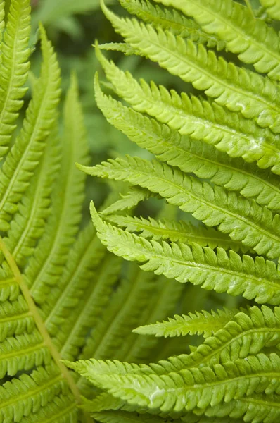 Hojas Helecho Textura Vegetal Verde —  Fotos de Stock