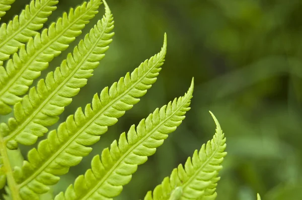 Hojas Helecho Textura Vegetal Verde —  Fotos de Stock