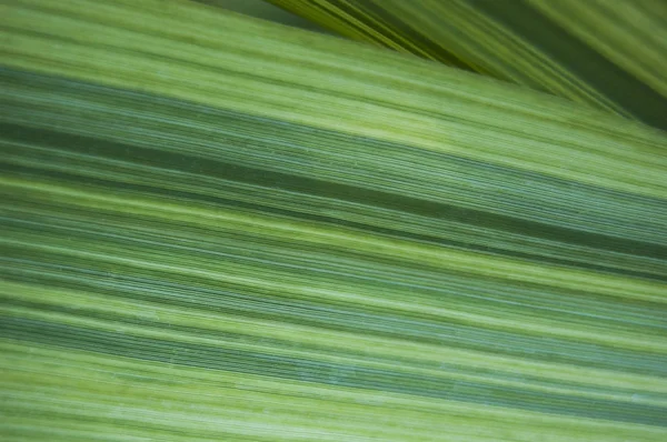 Reed Textura Folha Linha Fotos De Bancos De Imagens