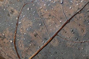 Sonbahar yaprak arka plan, koyu kahverengi, sezon zaman