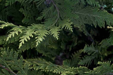 Organik süsleme. Mazı (bitki), sedir dal ve yaprakları, Doğa arka plan