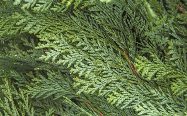 Organisches Ornament Thuja Zedernzweig Und Blätter Naturhintergrund — Stockfoto