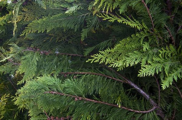 Organisches Ornament Thuja Zedernzweig Und Blätter Naturhintergrund — Stockfoto