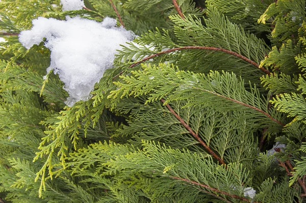 Grüne Organische Zierde Thuja Zedernzweig Und Blätter Naturhintergrund Schnee Winter — Stockfoto