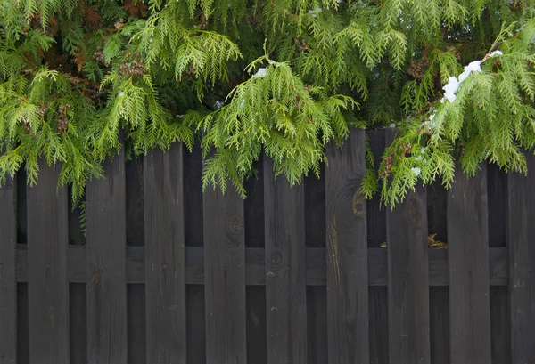 绿色有机饰品 Thuja 雪松分枝和叶子 自然背景在雪 免版税图库照片