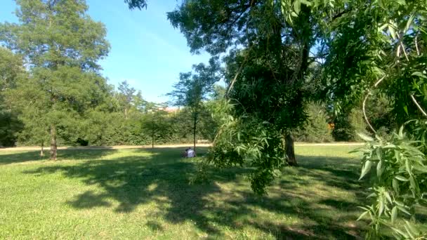 4k au ralenti. Gros plan : feuilles d'arbres soufflées par le vent dans un parc de cèdres par une journée ensoleillée. Ciel bleu clair en arrière-plan et un couple marié assis sur l'herbe
