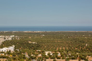 Güney İtalya 'daki Olive Grove' da. İtalya 'nın güneyinde Puglia' da (apulia) bir zeytin koruluğunun panoramik görüntüsü. Açık gökyüzü ve arka planda deniz